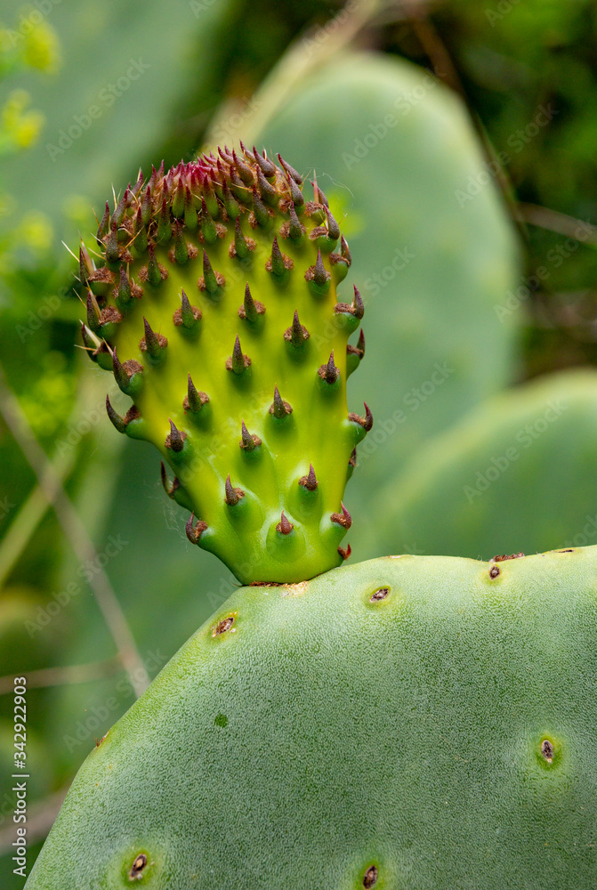 hoja de cactus verde cubierto de espinas de color rojo hoja de cactus verde cubierto de espinas de color rojo
