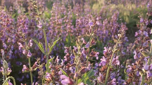 A lot of lilac flowers on the field, swaying in the wind. It is beautiful to observe nature.