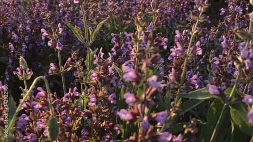 A lot of lilac flowers on the field, swaying in the wind. It is beautiful to observe nature.