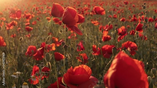 Red poppies bloomed in the field, the wind swaying the stems and red flowers. Beautiful nature of poppy flowers.