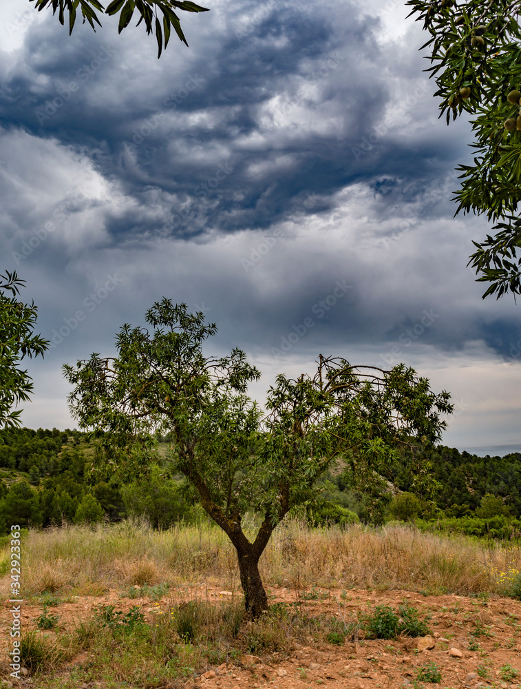 pequeño árbol olivo solitario con cielo de nubes de lluvia