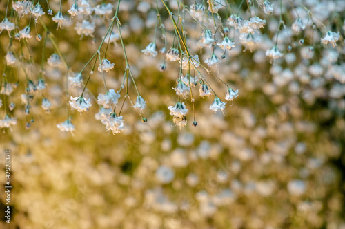 Flores blancas pequeñas con desenfoque en fondo