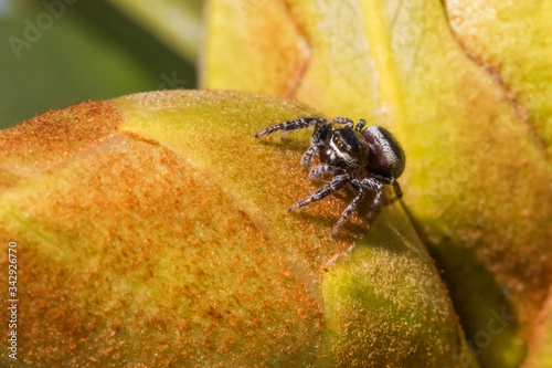 Macro of Rice Kernel Sized Jumping Spider on Rhododendron Bud