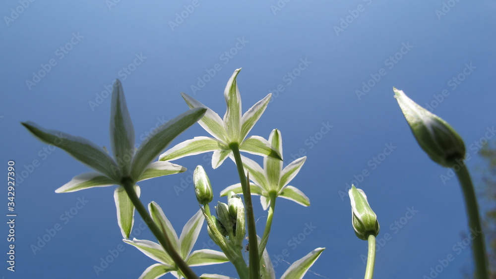 Obraz premium hIERVAS Y FLORES SILVESTRES