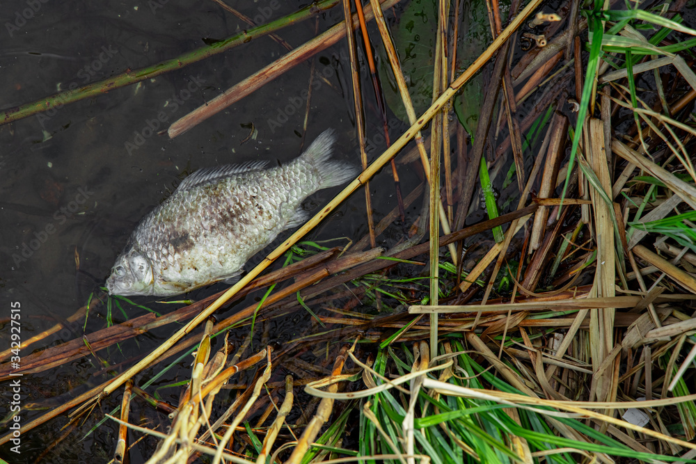 Fototapeta premium dead fish float in water nature pollution ecology problem green concept