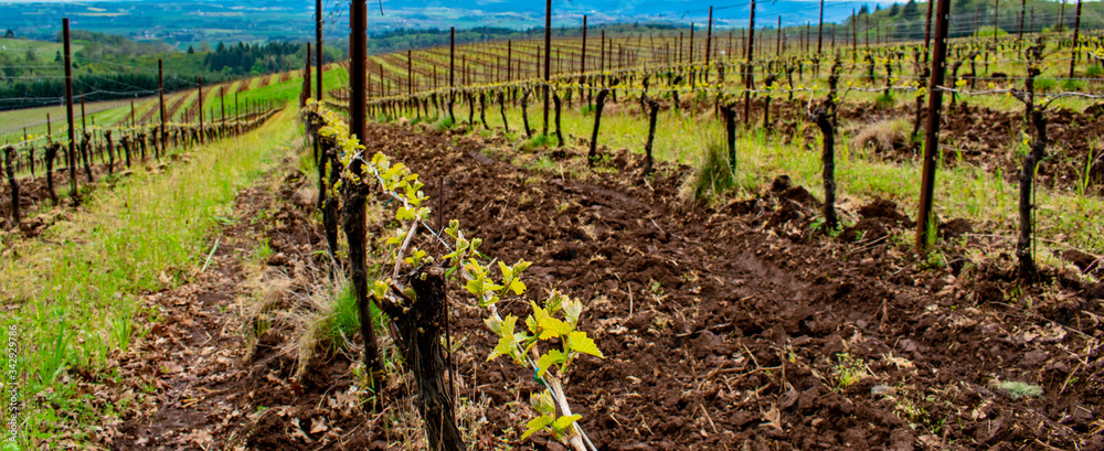 Looking down a wire trellis of grapevine just sprouting new leaves in spring in an Oregon vineyard, tilled soil contrasting with new green. Looking down a wire trellis of grapevine just sprouting new leaves in spring in an Oregon vineyard, tilled soil contrasting with new green.