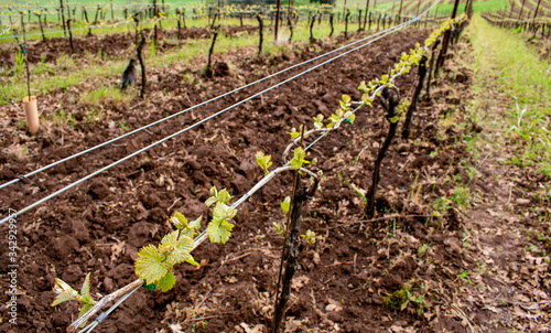Looking down a wire trellis of grapevine just sprouting new leaves in spring in an Oregon vineyard, tilled soil contrasting with new green. 