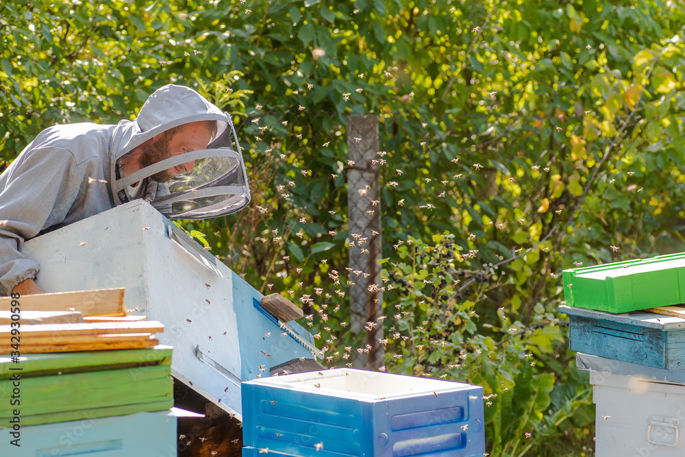 beekeeper carries unit of beehive from styrofoam. Summer work on apiary. hive stand for honey harvesting. Expansion of bee colonies. beekeeper carries unit of beehive from styrofoam. Summer work on apiary. hive stand for honey harvesting. Expansion of bee colonies.