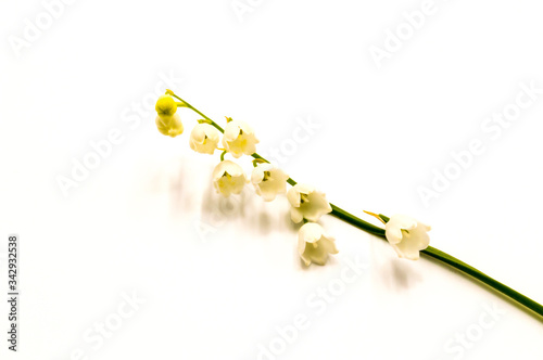 Sprig of lily of the valley flowers, isolated on white background.