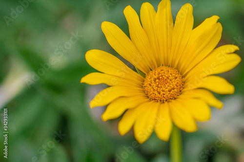 Yellow calendula flower in a field