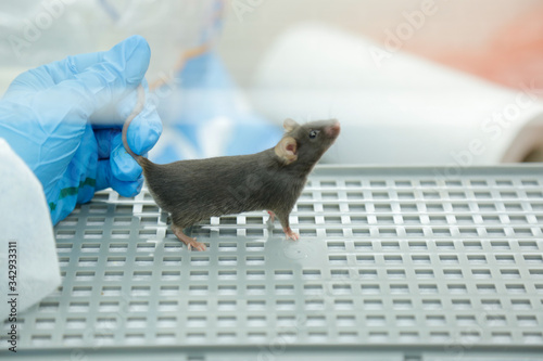 A scientist in a laboratory is testing a new vaccine or drug on a laboratory mouse with eye disease. Holds the mouse in his hand in blue gloves