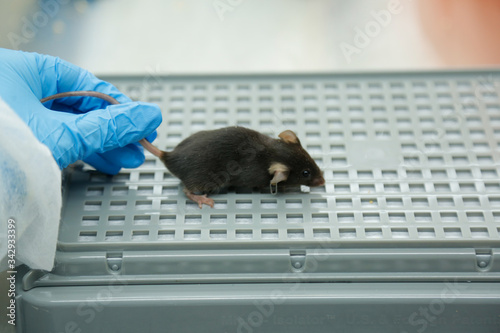 A scientist in a laboratory is testing a new vaccine or drug on a laboratory mouse with eye disease. Holds the mouse in his hand in blue gloves