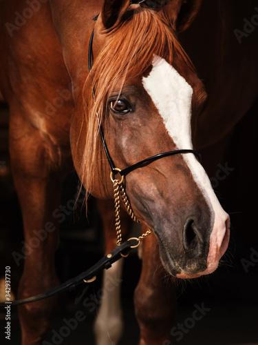 portrait of adult arabian chestnut stallion. close up © anakondasp