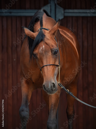 portrait of adult arabian bay stallion.posing against stable