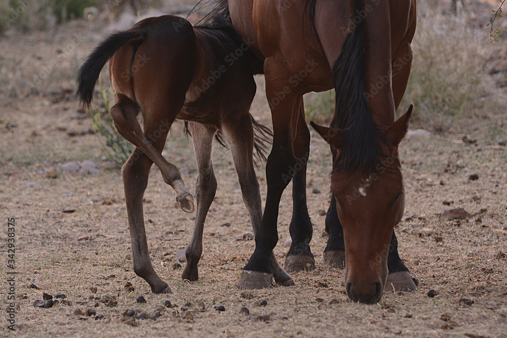 Fototapeta premium Yegua y su potrillo, caballos