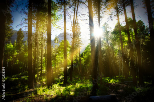 Fototapeta Naklejka Na Ścianę i Meble -  sun rays in the forest