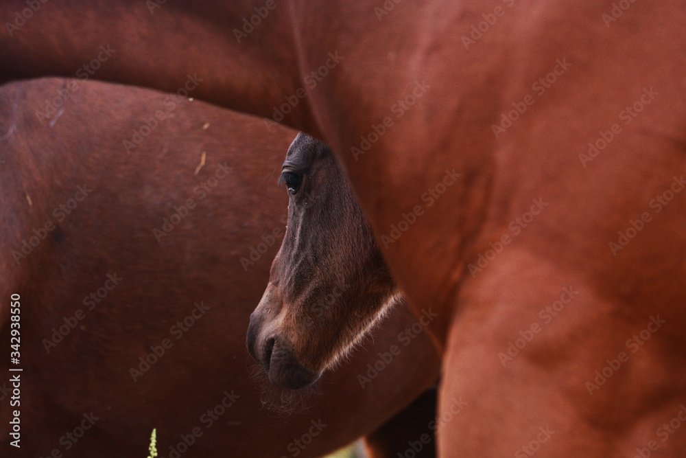 Obraz premium Yegua y su potrillo, caballos