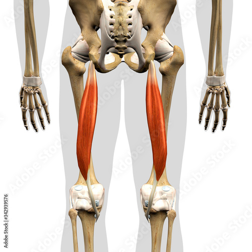 Semitendinosus Muscle in Isolation Rear View of Pelvis, Hip and Leg Human Anatomy photo