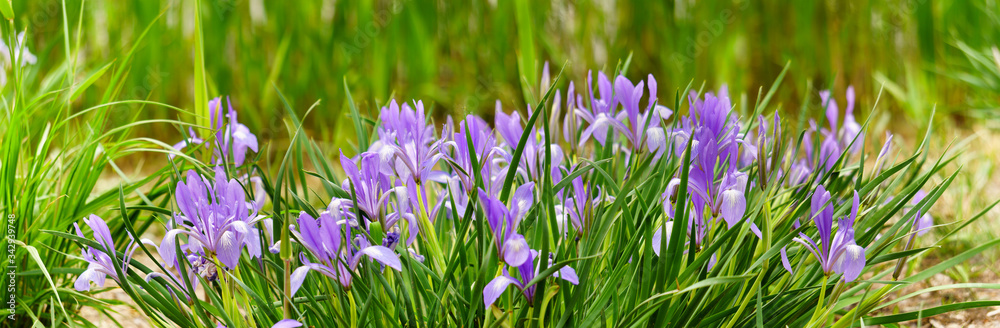 Panoramic view of iris on green color bokeh background