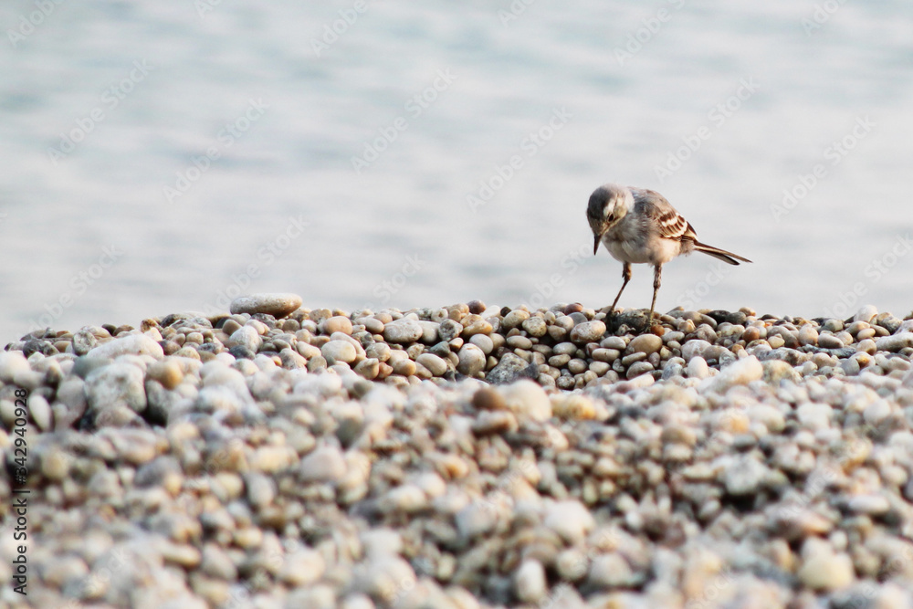A small bird on a rocky beach, close-up. A small bird on a rocky beach, close-up.
