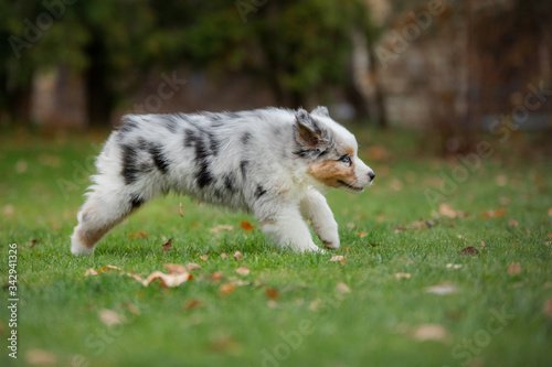 Puppy australian shepherd plays. Pet plays . dog in the yard on the grass