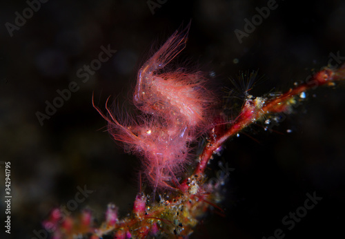 The Hairy shrimp photo
