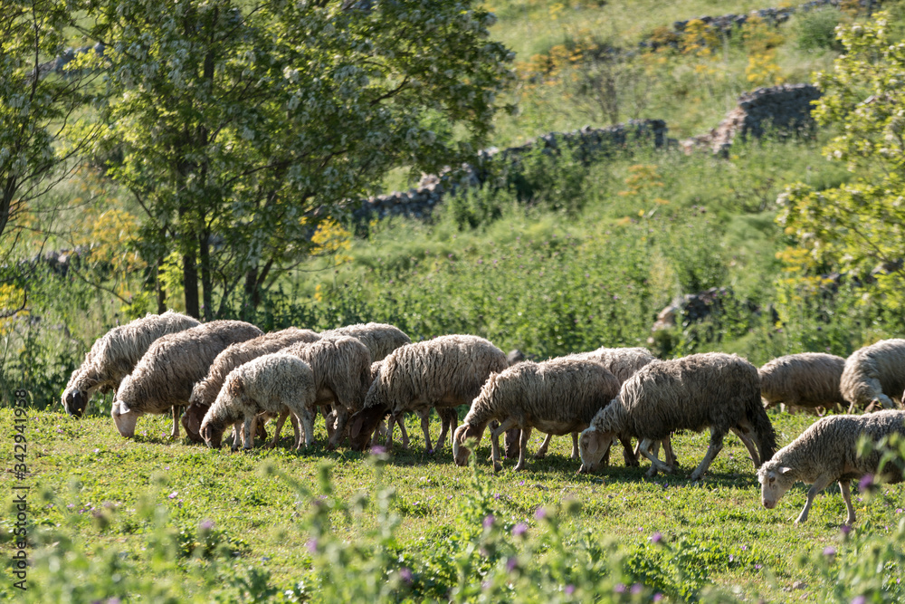 Gregge di pecore al pascolo in Puglia nella natura selvaggia, in campagna fra prati, alberi e muretti a secco