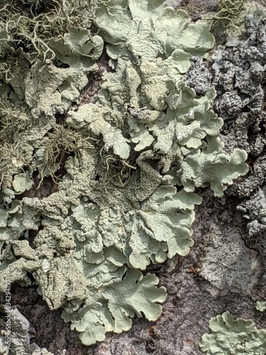 Lichen 2
