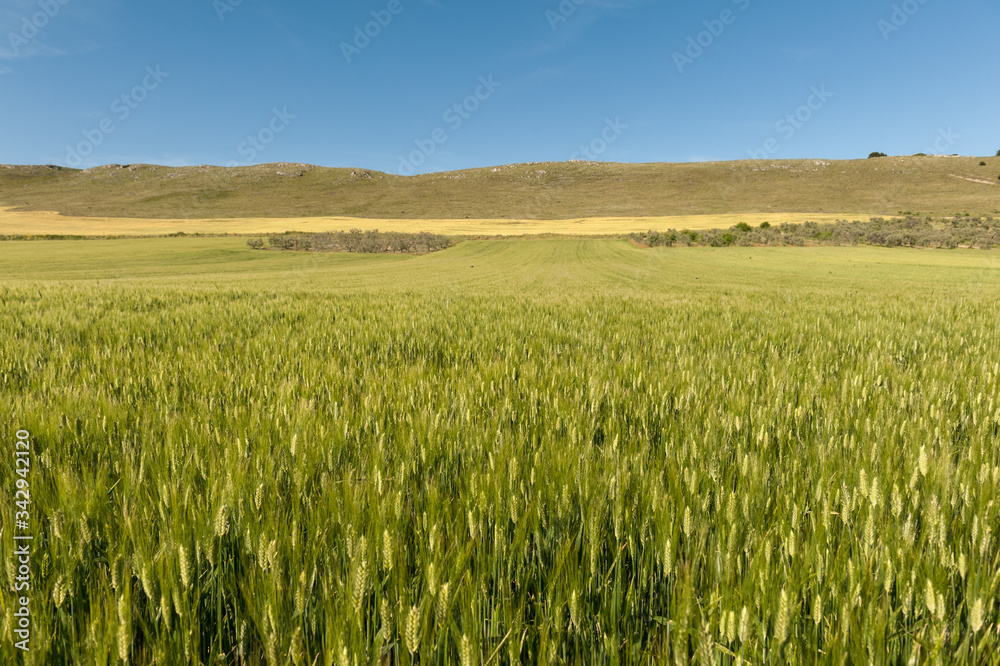 Paesaggio dell'infinito, campo di spighe e grano con colline all'orizzonte orizzonte