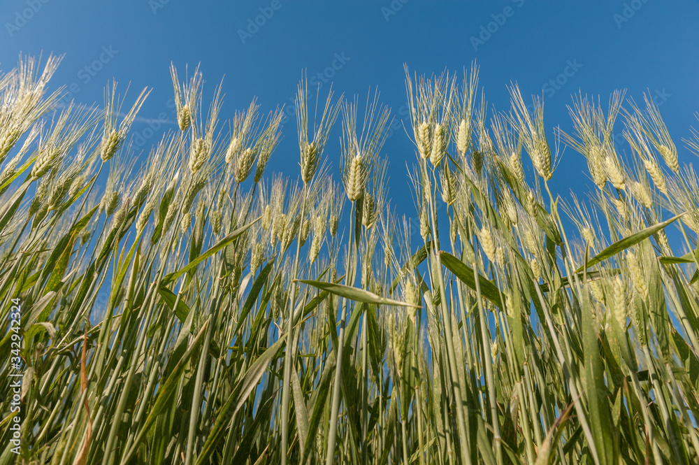 Spighe nel campo sotto il cielo Spighe nel campo sotto il cielo