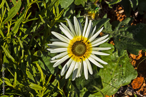 Yellow and white spring daisy wildflower photo