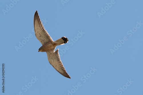 Falco grillano in volo con ali spiegate nel Parco Nazionale dell'Alta Murgia in Puglia (Italia) photo