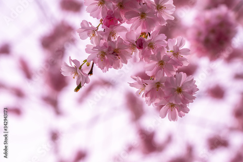 Photography pink cherry blossom