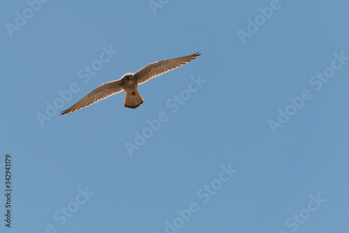 Falco grillano in volo con ali spiegate nel Parco Nazionale dell'Alta Murgia in Puglia (Italia)