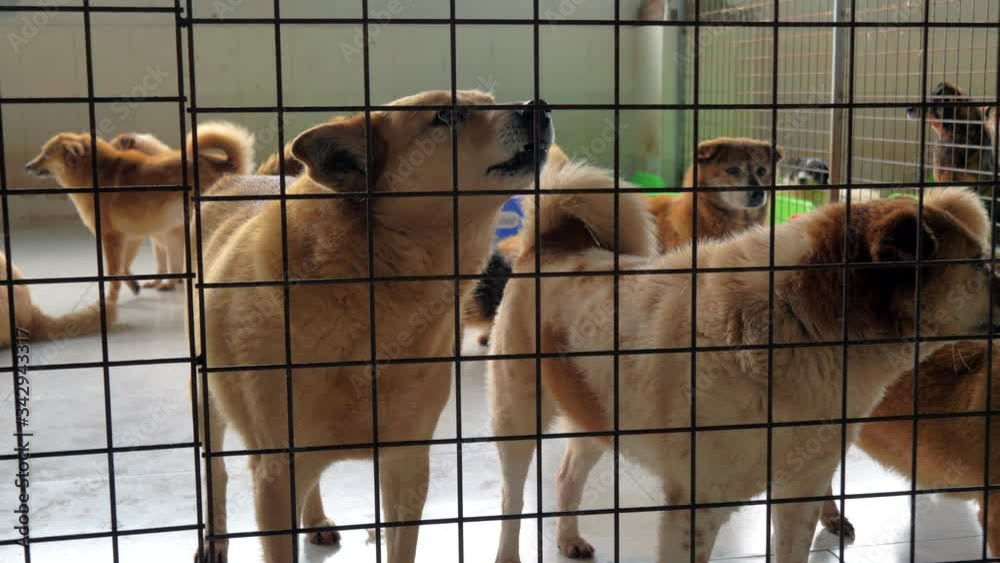 Unwanted and homeless dogs of different breeds in animal shelter. Looking and waiting for people