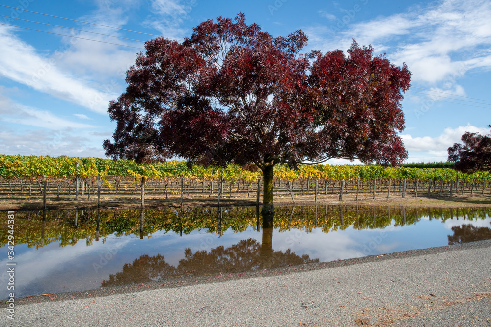 The vivid purple foliage of the wattle tree reflected in the rain puddle on the edge of the grape vines in the vineyard The vivid purple foliage of the wattle tree reflected in the rain puddle on the edge of the grape vines in the vineyard