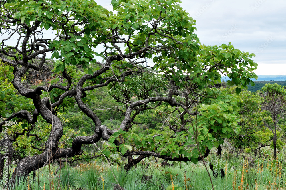 ARVORE Stock Photo | Adobe Stock