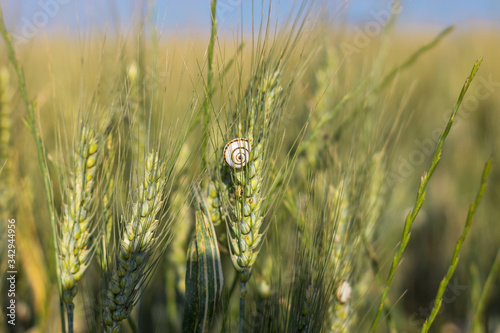 Snail on green and yellow wheat oats in a field in a moshav in Israel, blurred background photo