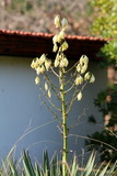 Branch of Yucca perennial shrub with large terminal panicles of open white to light yellow flowers starting to dry and fall off surrounded with sword shaped leaves and other flowers and plants planted