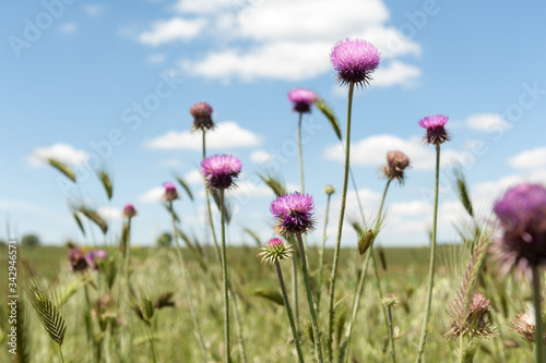 Distese di fiori viola (cardo), rosa, fucsia al vento in un campo di grano in Puglia. Purple flower expanses (thistle), pink, fuchsia in the wind in a cornfield in Apulia. photo