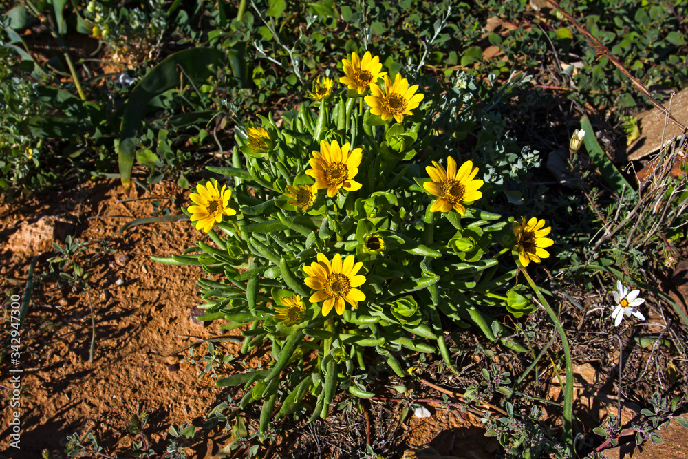 Bright yellow flowers on wild Salad Thistle Bright yellow flowers on wild Salad Thistle