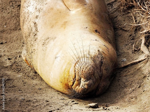 Close-up Of Elephant Seal Sleeping At Beach