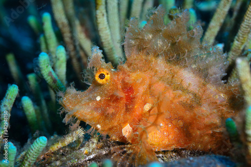 Bild auf Leinwand Weedy scorpionfish (Rinopias frondosa)