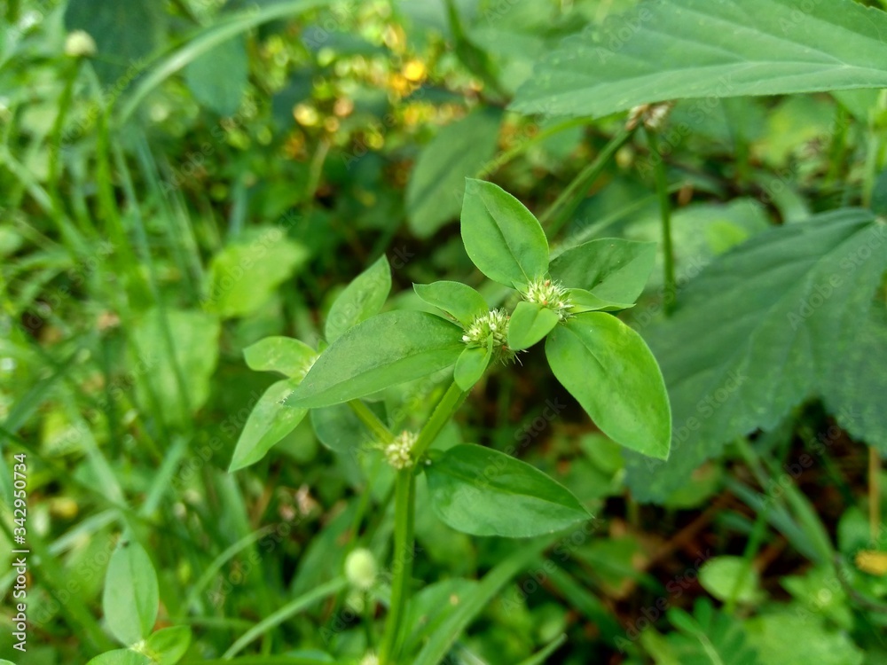 Close up green spermacoce exilis (borreria) in the nature with natural background. This plant is weeds. Flowers are white to very pale purple, formed in axillary clumps. Close up green spermacoce exilis (borreria) in the nature with natural background. This plant is weeds. Flowers are white to very pale purple, formed in axillary clumps.