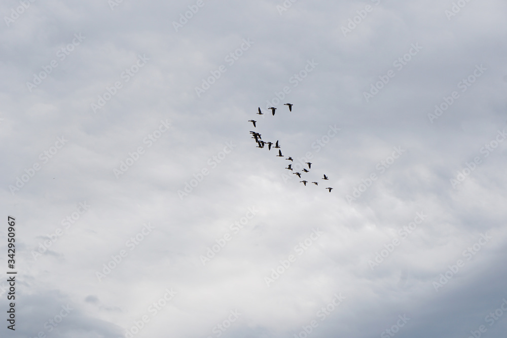 ducks fly south on a cloudy sky, horizontal photo
ducks fly south on a cloudy sky, horizontal photo