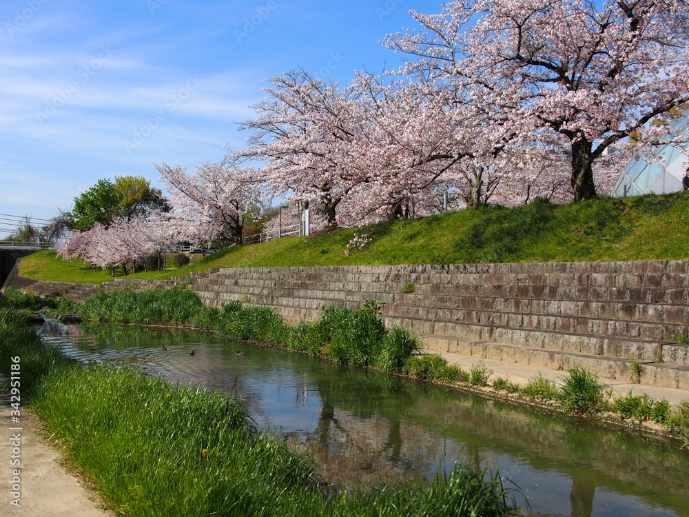 水無瀬川の桜
水無瀬川の桜