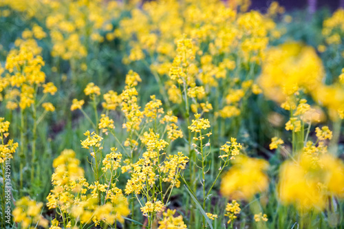 wild grass and yellow small flowers, natural green summer background, large, motley