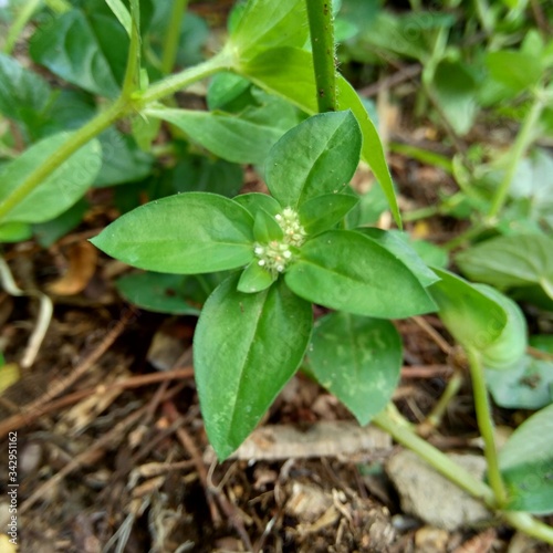 Close up green spermacoce exilis (borreria) in the nature with natural background.  This plant is weeds. Flowers are white to very pale purple, formed in axillary clumps.