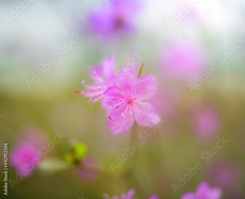 Spring flowering pink almond closeup.