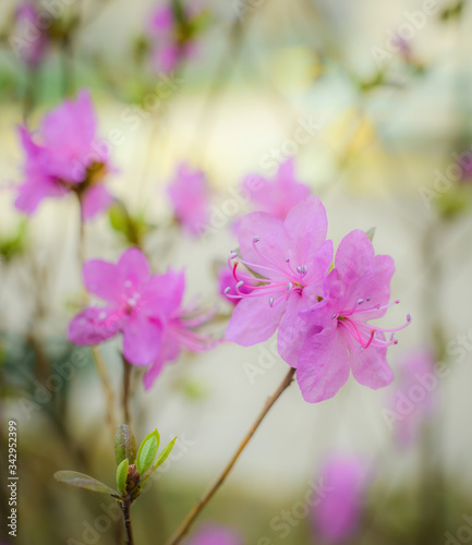 Spring flowering pink almond closeup.